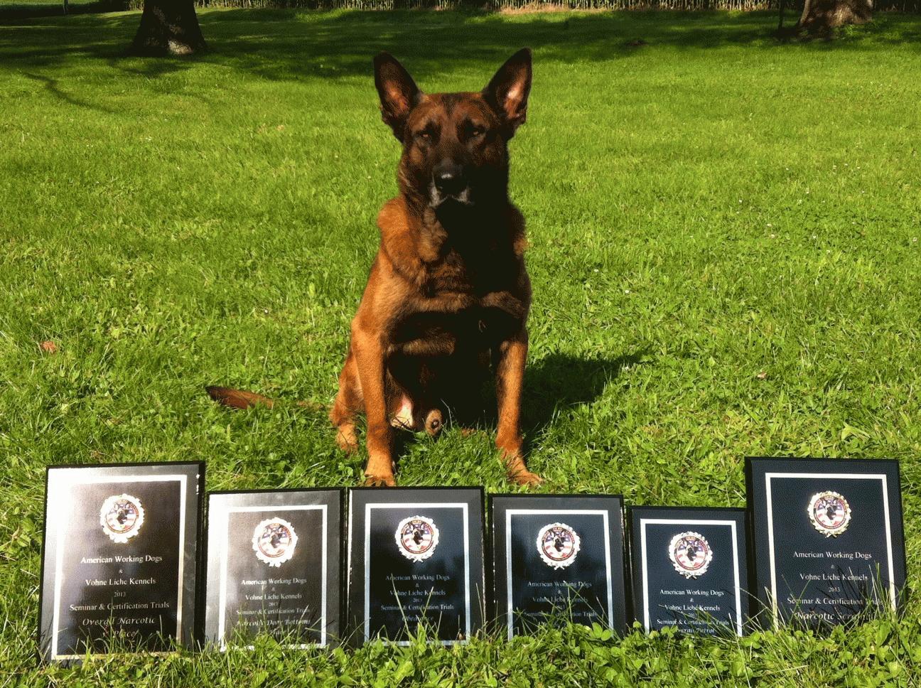 K9 Tico With a Row of Plaques in Front of Him